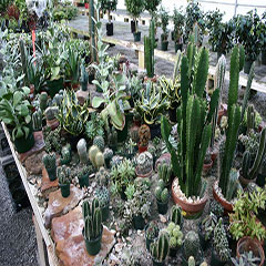 Many Cactus to Choose