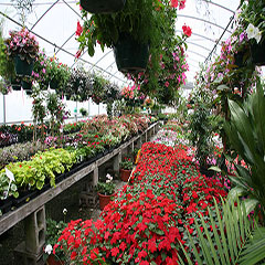 Inside The Greenhouse