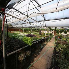 Inside the Wholesale Greenhouse