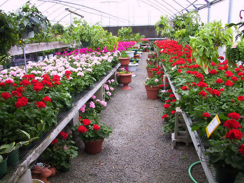 Seasonal flowering plant display