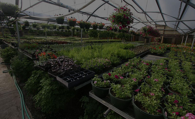 Green Thumb greenhouse and nursery inventory