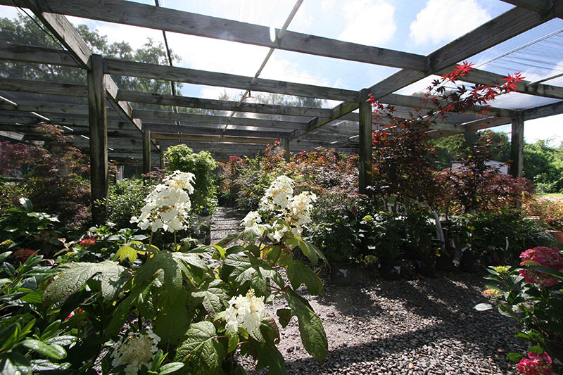 Plants inside the shade house at Green Thumb