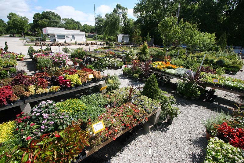 Rows of nursery inventory inside the Green Thumb greenhouse